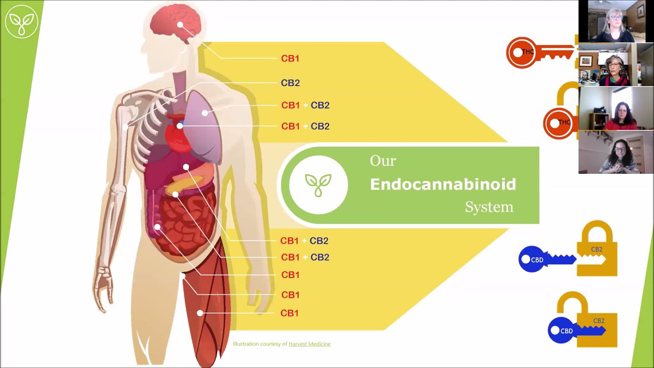Medical Cannabis and Neuropathic Pain with Harvest Medicine
