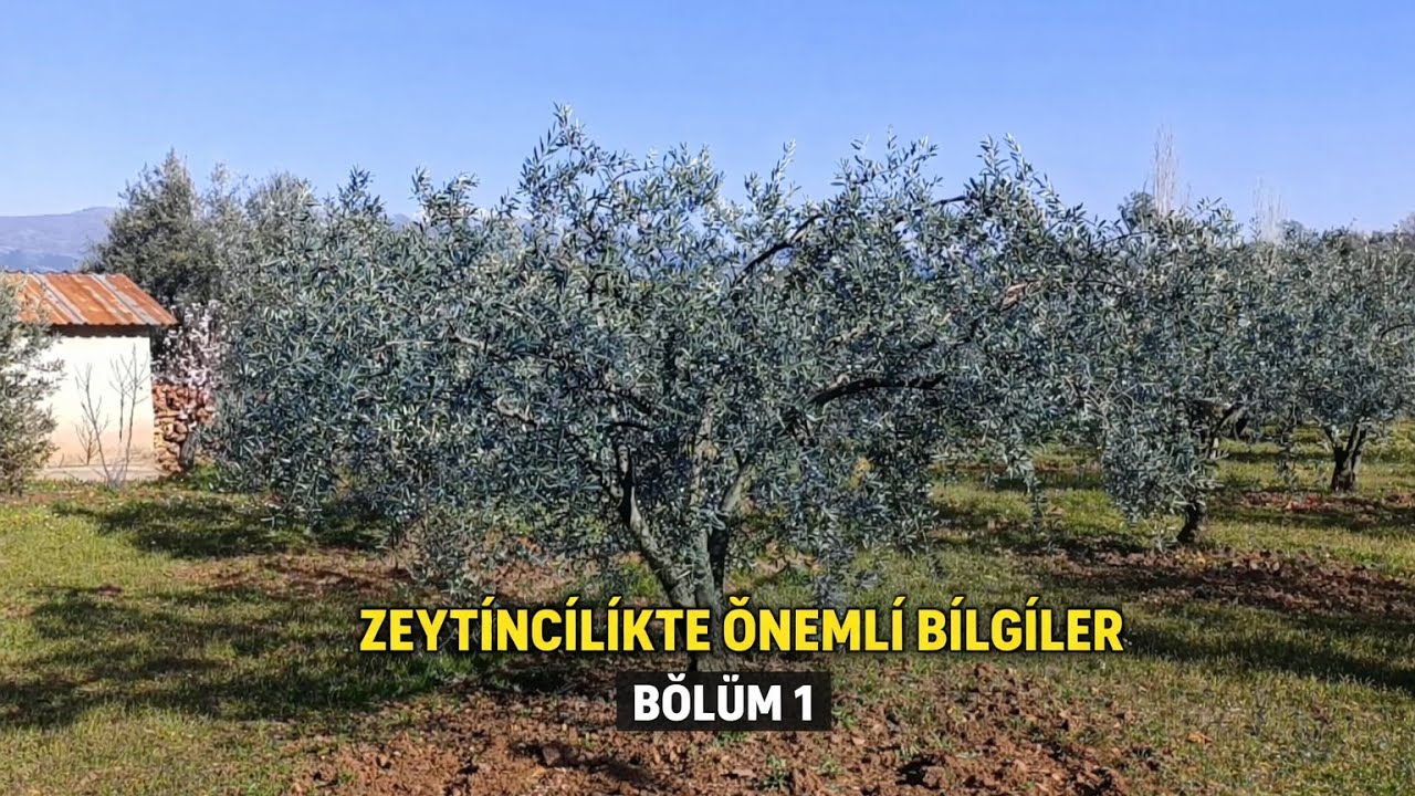 9 Mart 2026 Budama yaprak uygulaması taban uygulaması.. Ve budamacı seçimi.. #zeytin #hakanözdemir 