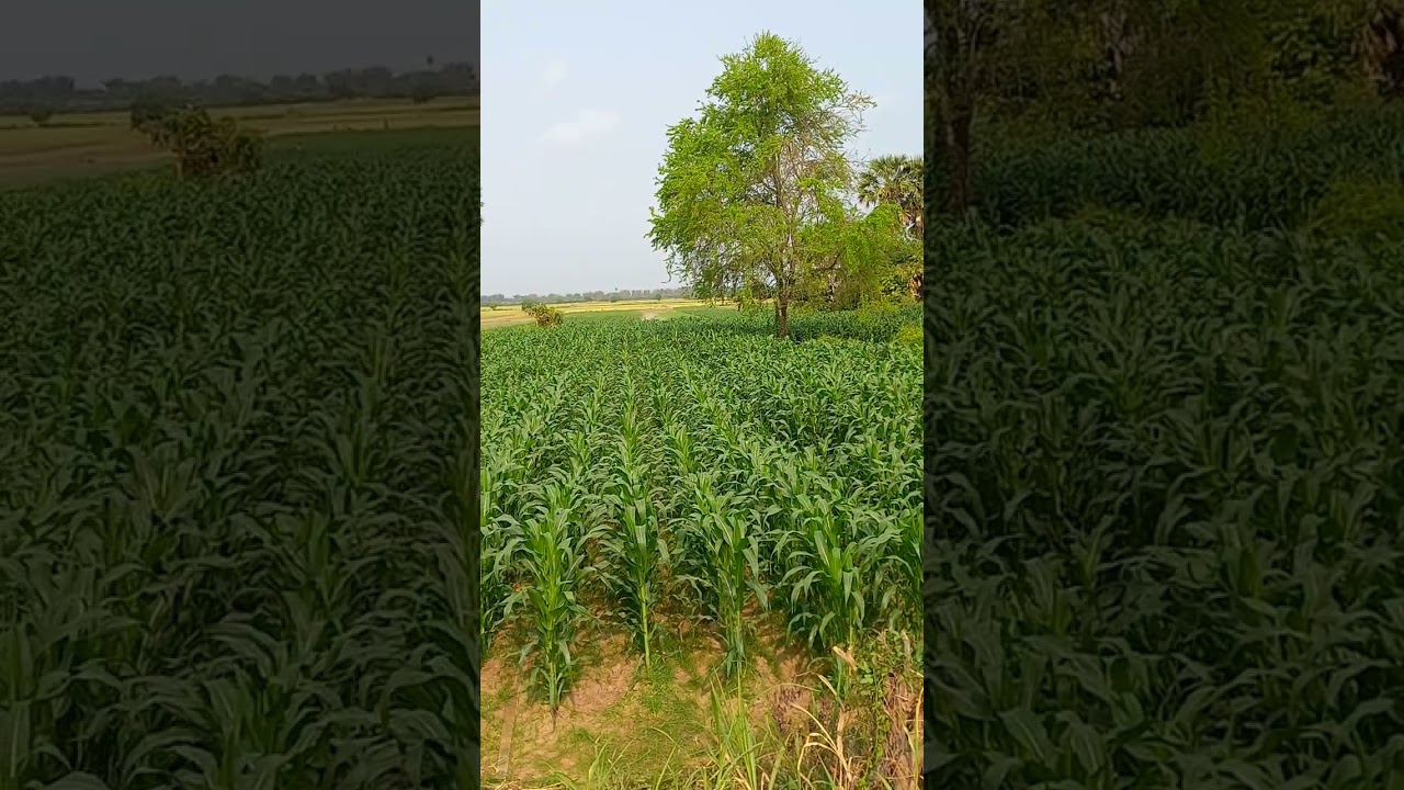 ដំណាំពោត បច្ចេកទេសថែទាំ