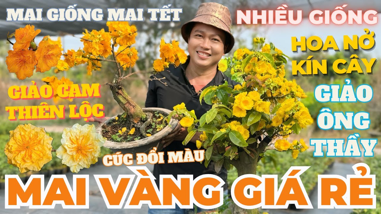 04-02 ANH HIỀN Giao Lưu Mai Vàng Giá Rẻ, Giảo Cam Thiên Lộc, Giảo Ông Thầy, Giảo Đọt Đỏ, Cúc Đổi Màu
