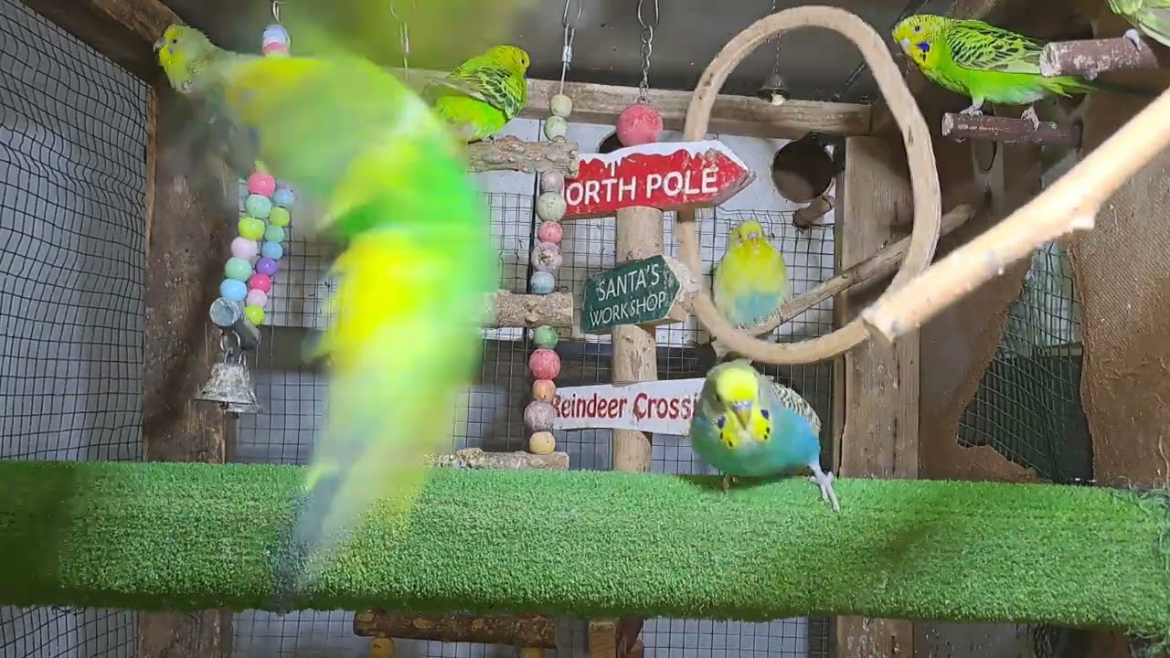 Parrot babies