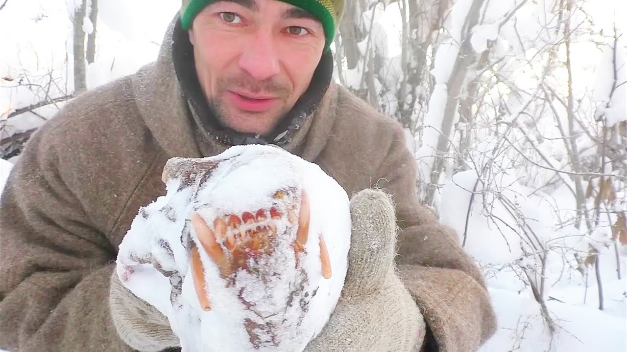 ЛИСА УКРАЛА ГОЛОВУ МЕДВЕДЯ ИЗ ПОД НОСА / ХИТРЮГА ХОДИТ ПРЯМО У ДОМА.