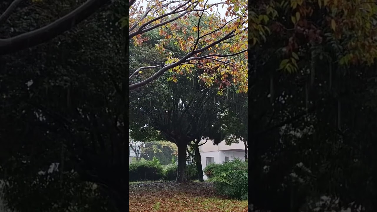 Calming Soft Rain | Relaxing Park View | Soothing Aesthetic & Ambiance
