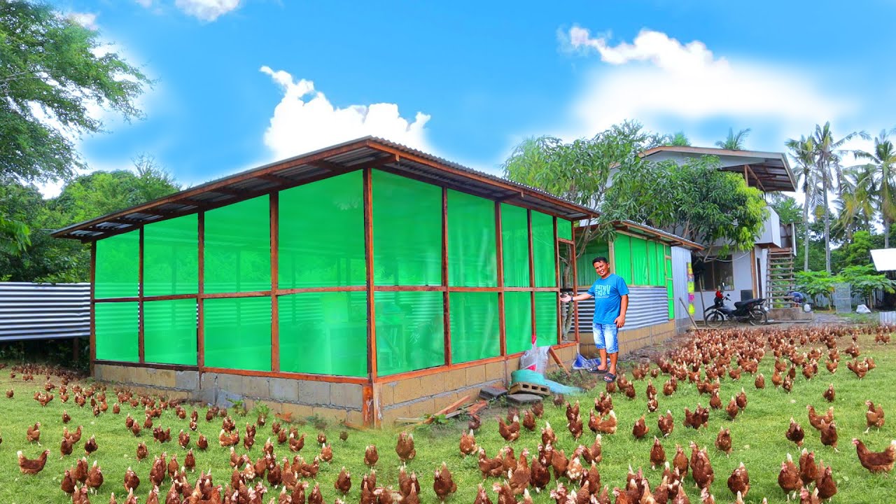 Harvesting dozens of eggs│Building coop for weeks old chicks & DIY rabbit cage & Rabbit hutch update