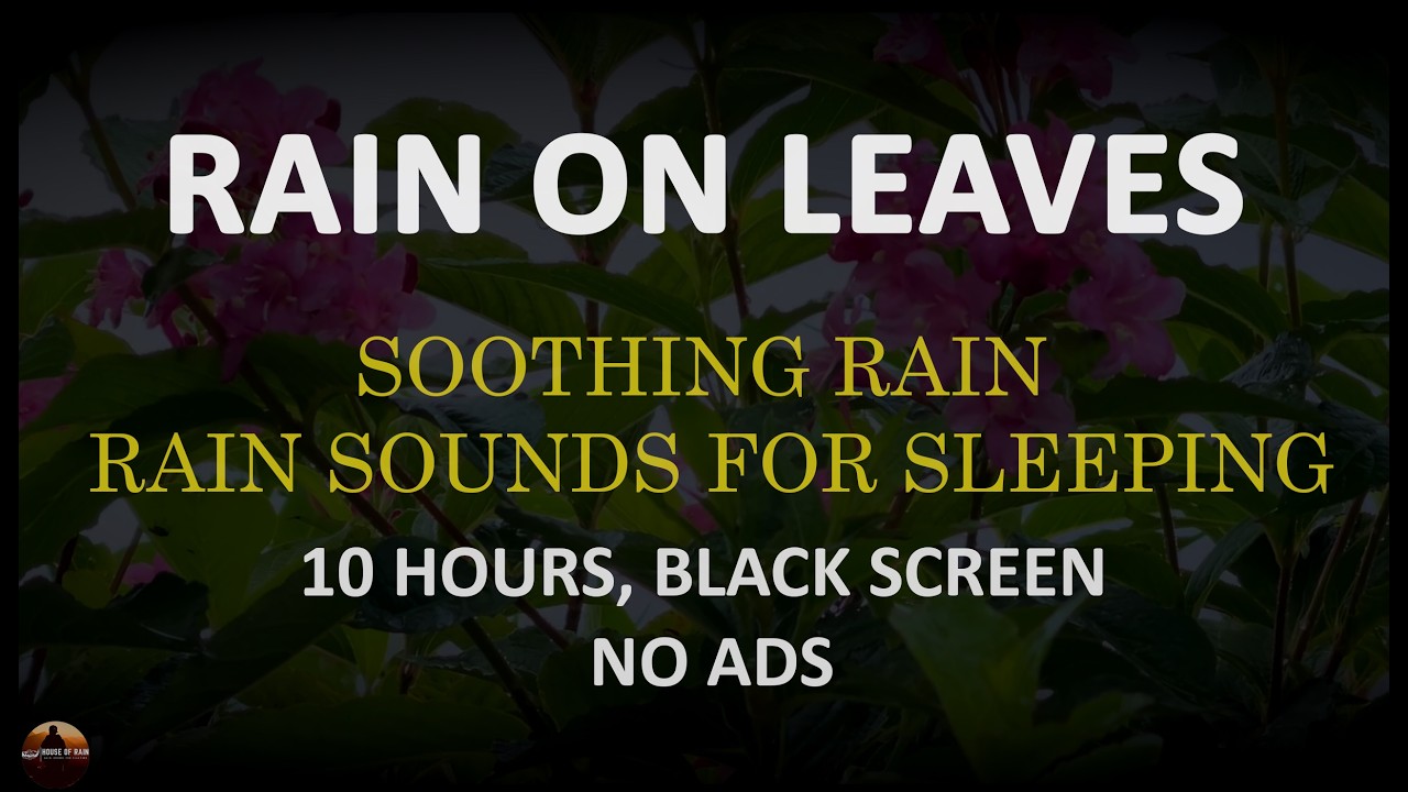 Rain on Leaves, 10 Hours of Rain Sounds for Sleeping, Heavy Rain Sounds Black Screen NO ADS