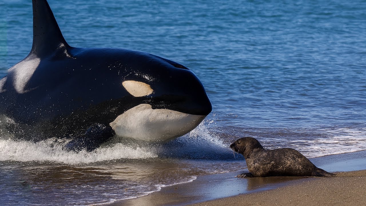 الحيتان القاتلة: سادة الأعماق في صيد مهيب لا يُنسى