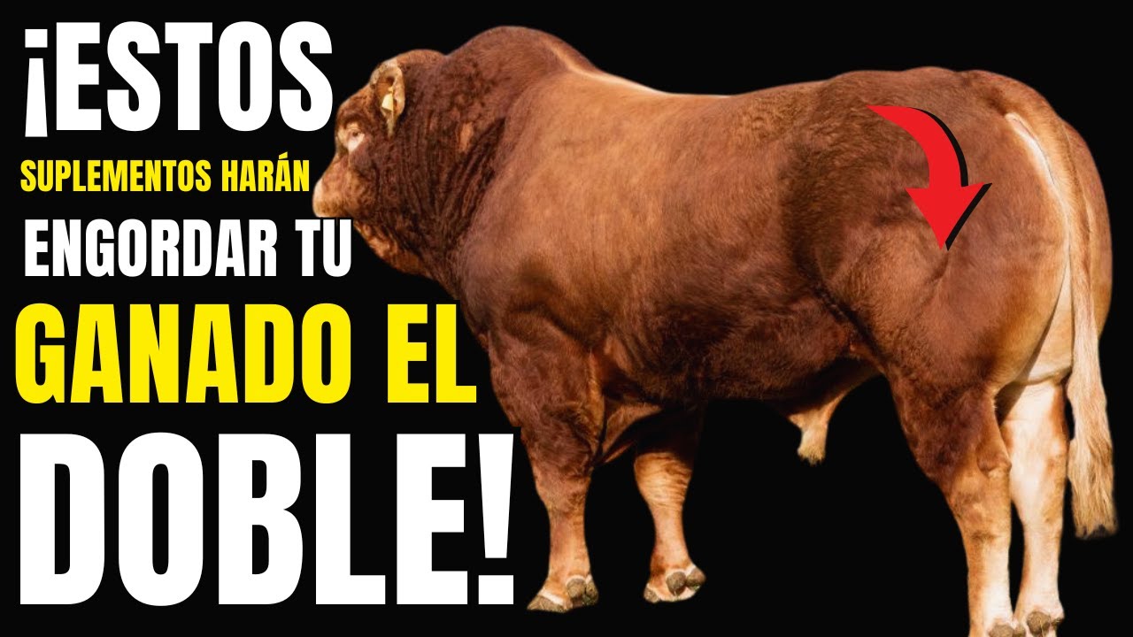 Cómo Engordar Ganado más Rápido: La Guía Completa