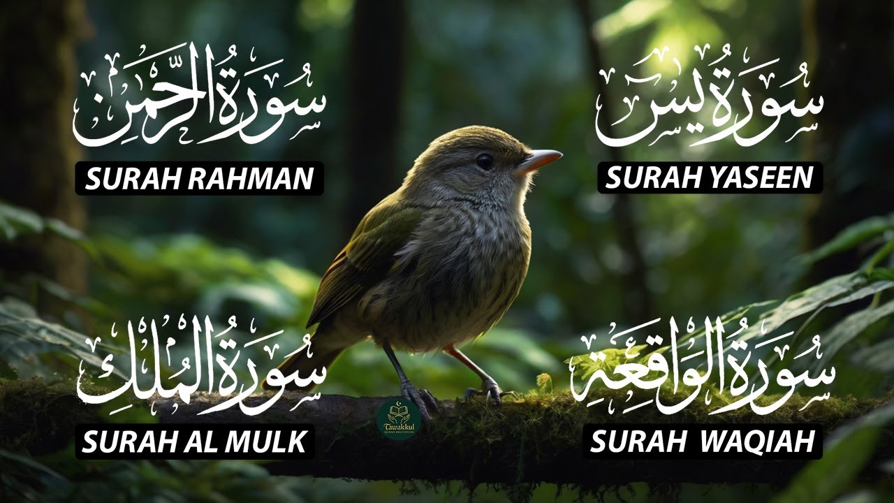 Magical Recitation Surah Yaseen (Yasin) | Surah Rahman | Surah Waqiah | Surah Mulk