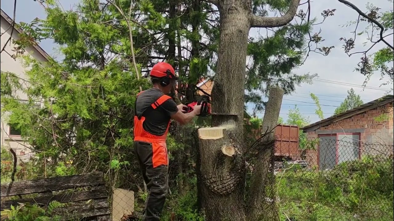 Kerítésbe nőtt ikertörzsű fa döntése / Echo cs3510  / Fenyőfa döntés húzás irányra merőlegesen