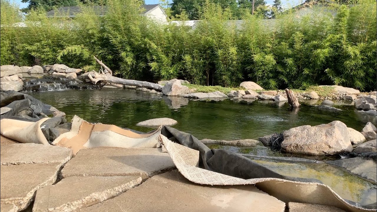 Swim Pond Update: It's SO CLOSE to Done