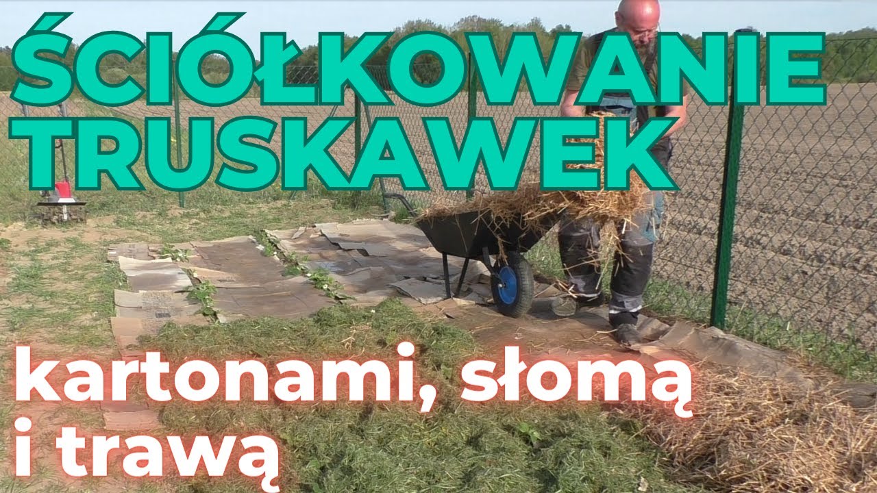 Ściółkowanie truskawek kartonami, trawą i słomą - co zrobić, żeby karton nie fruwał po działce