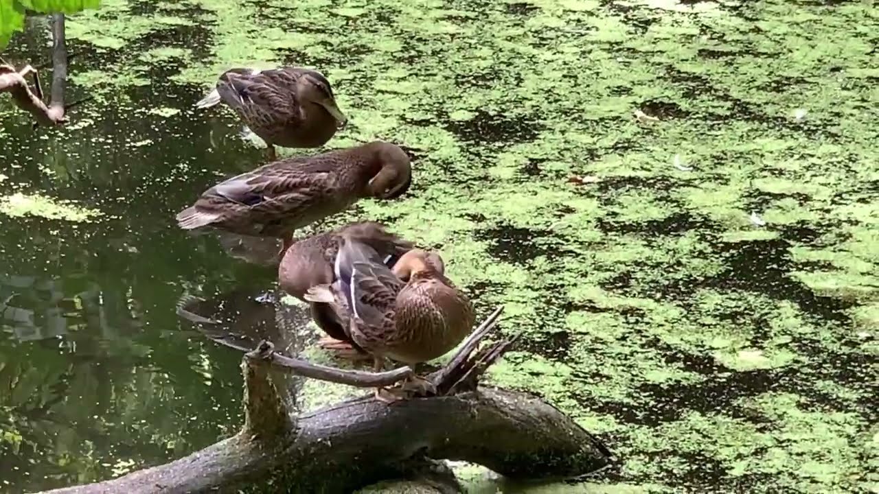 Коробковский сад