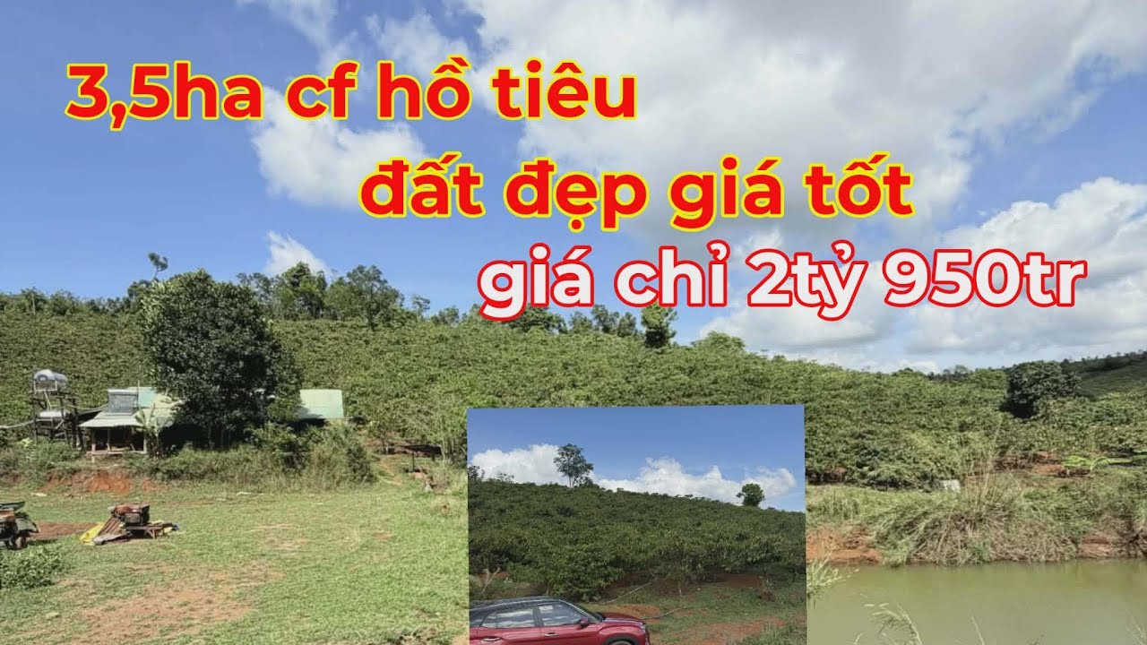 Bán 3,5 ha cf hồ tiêu,nguồn thu mạnh giá chỉ 2tỷ 950tr lh 0366592989