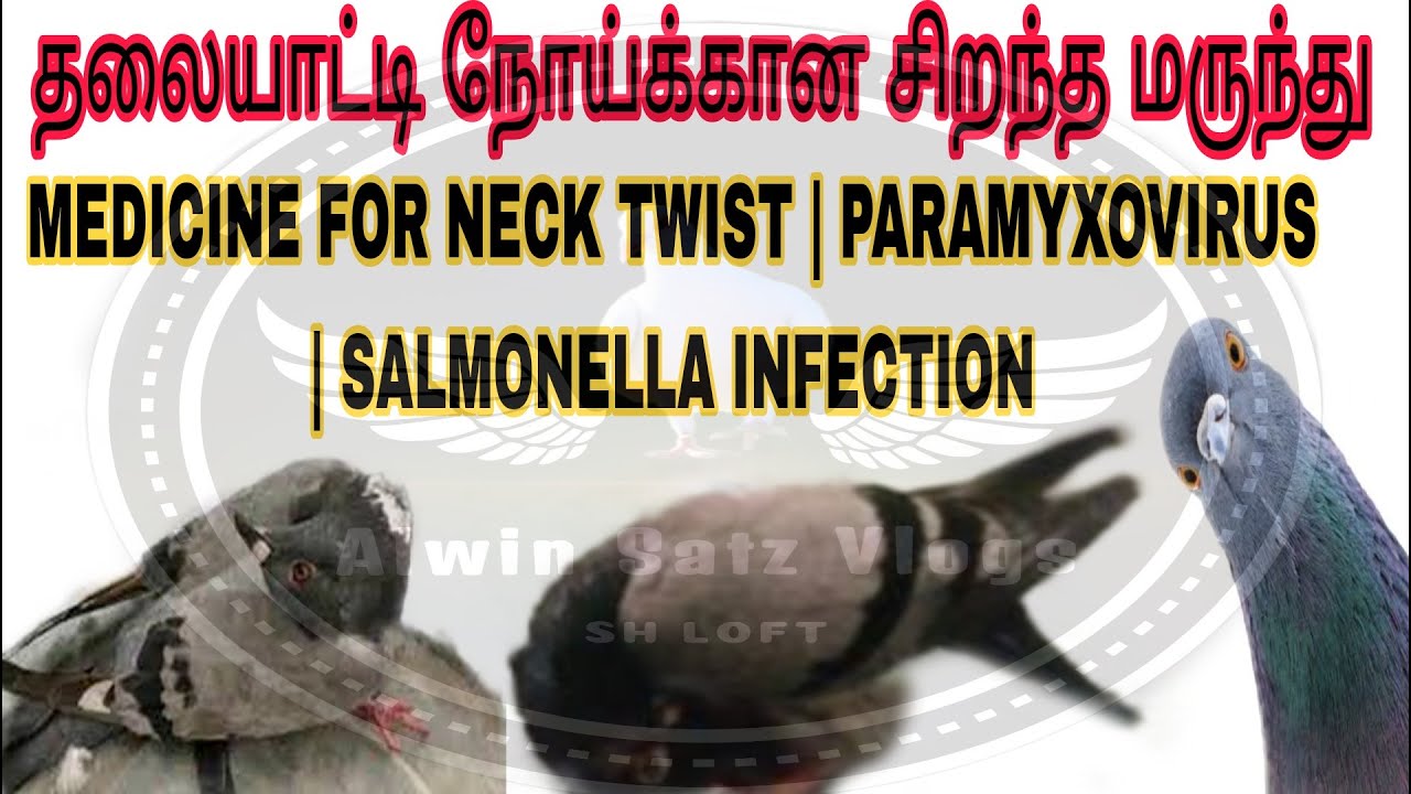 தலையாட்டி நோய்க்கான மருந்து | How to cure Neck Twis | Neck Twist Medicine #pigeontreatment #pigeon