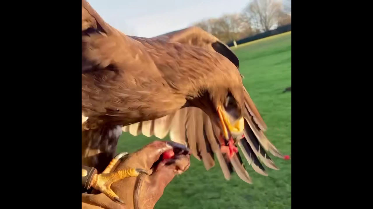 Training continues with this young eagle.