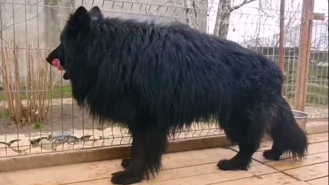 World Best Quality German Shepherd Long Coat Dogs In Poland🇵🇱