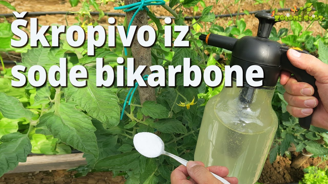 Soda bikarbona za krepitev rastlin