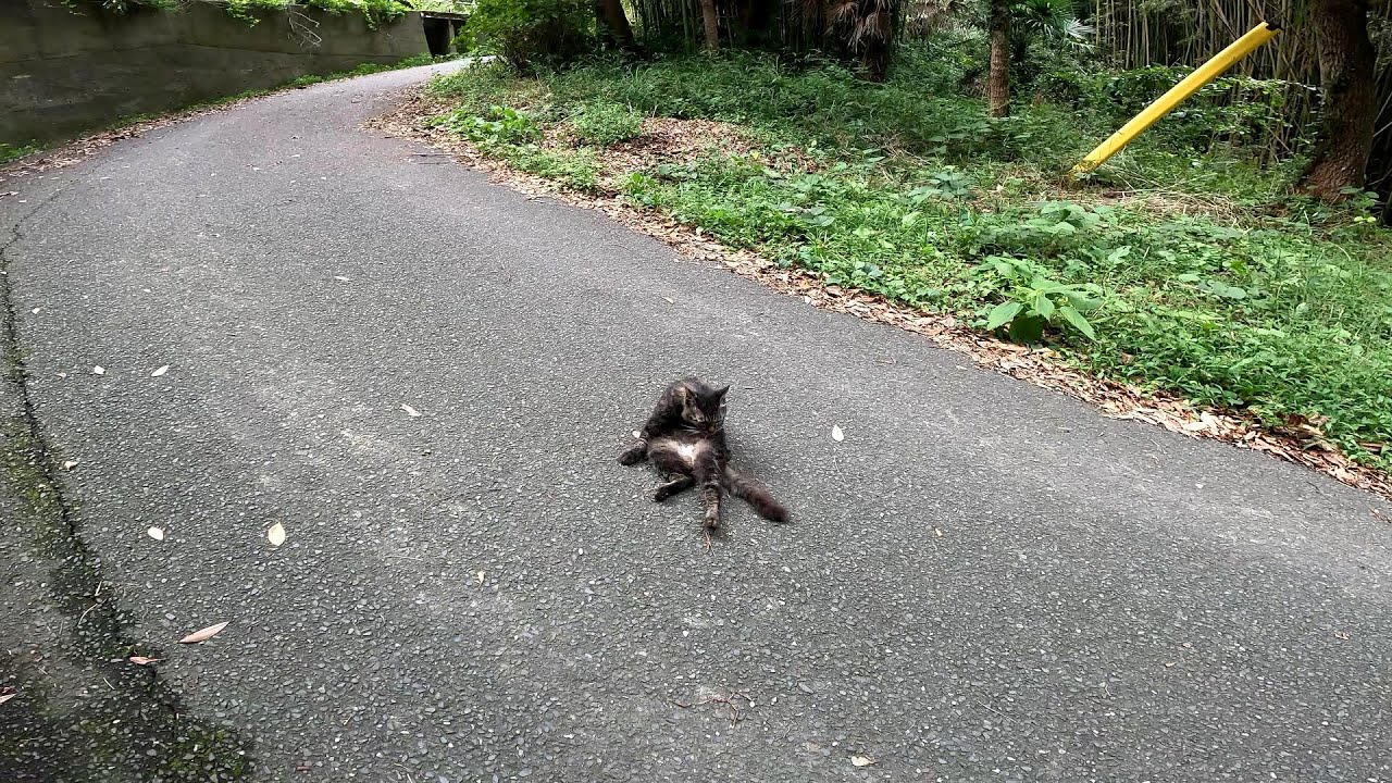 【田代島】【猫島】いきなり道のど真ん中で毛繕いを始める野良猫