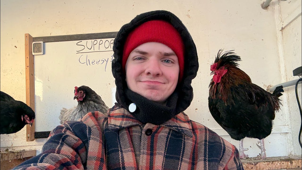 (VOD) Feeding chickens corn and chatting!