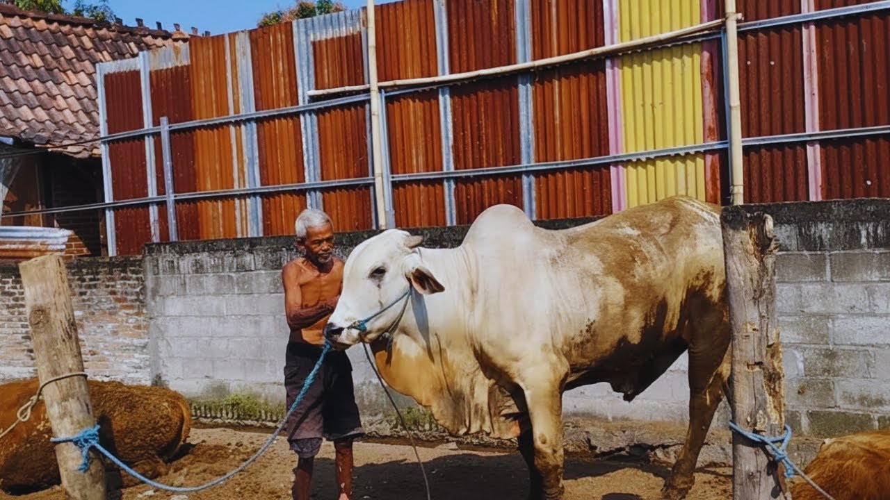SAPI JUMBO SIMENTAL BESAR KEKAR