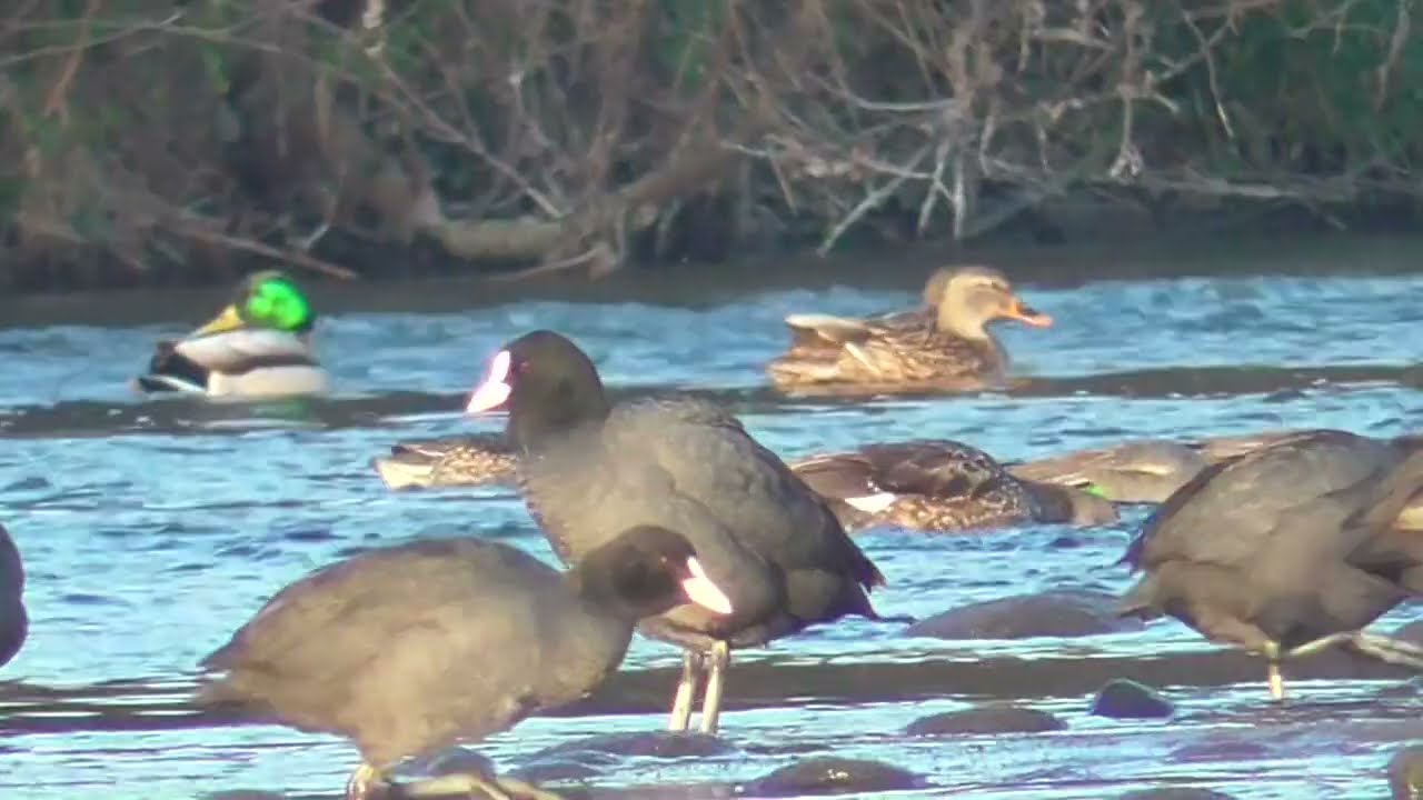 Y0060　Oita River　Feeding Area　Coot　Common Teal　Mallard