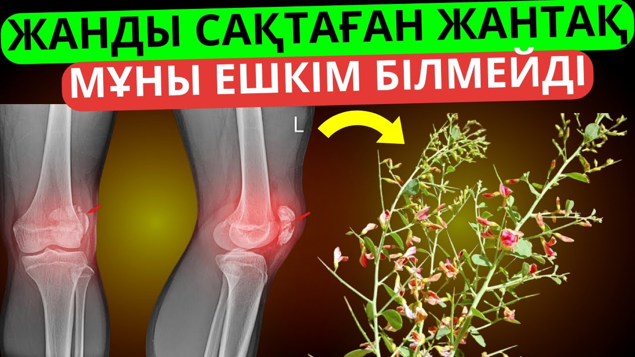 Сіз білмеген жантақтың пайдасы