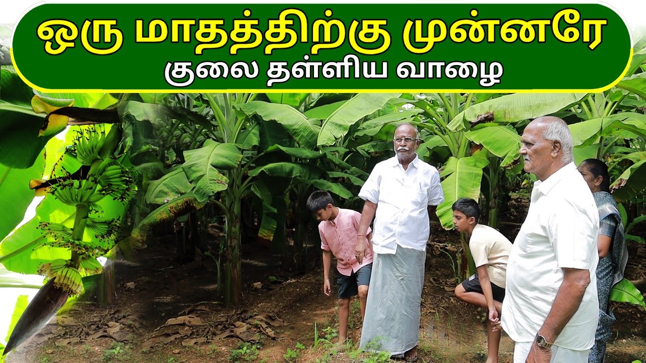 ஒரு மாதத்திற்கு முன்னரே குலை தள்ளிய வாழை | banana was planted a month ago | Ponnuswamy Oil
