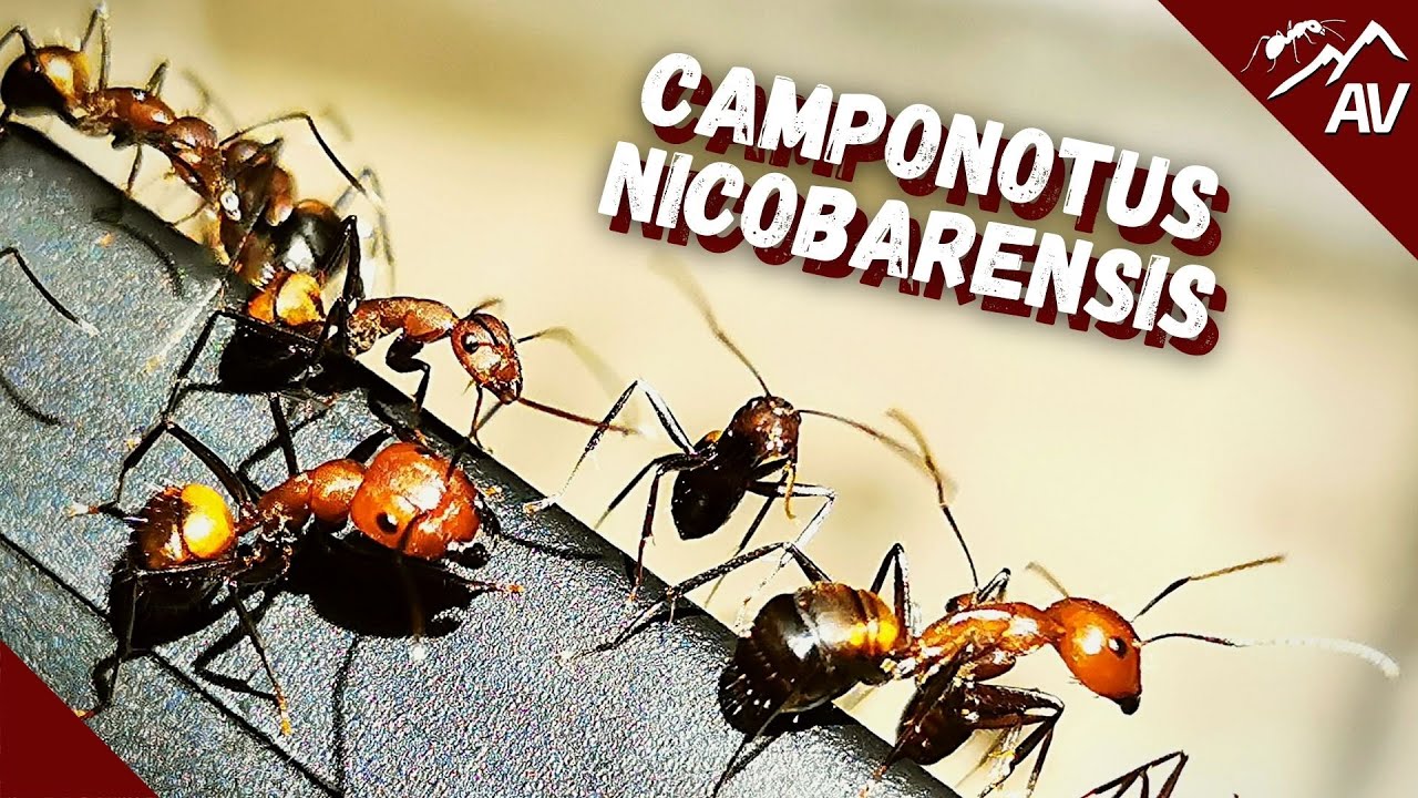 Camponotus Nicobarensis | Why YOU should try keeping Exotic Ants