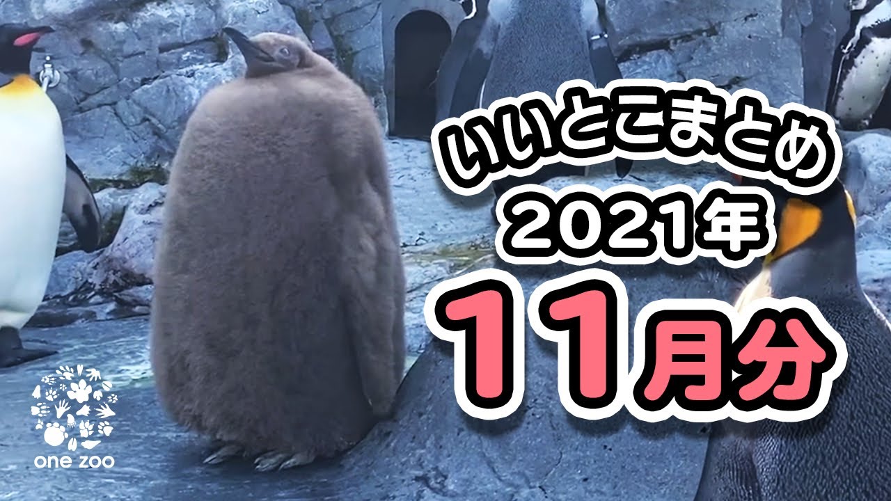 【onezoo1ヶ月分いいとこまとめ】11月にご紹介した動画のいいとこをギュっとまとめてご紹介♪
