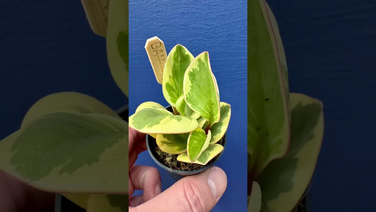 DELIVERY DAY MAGIC!  #PlantDeliveryDay #NewPlantDrop #HouseplantsofYoutube #SpookySeason #PlantMagic