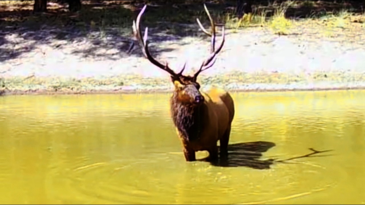 Massive Bulls & Big Bucks on Trail Cam | New Mexico Wildlife