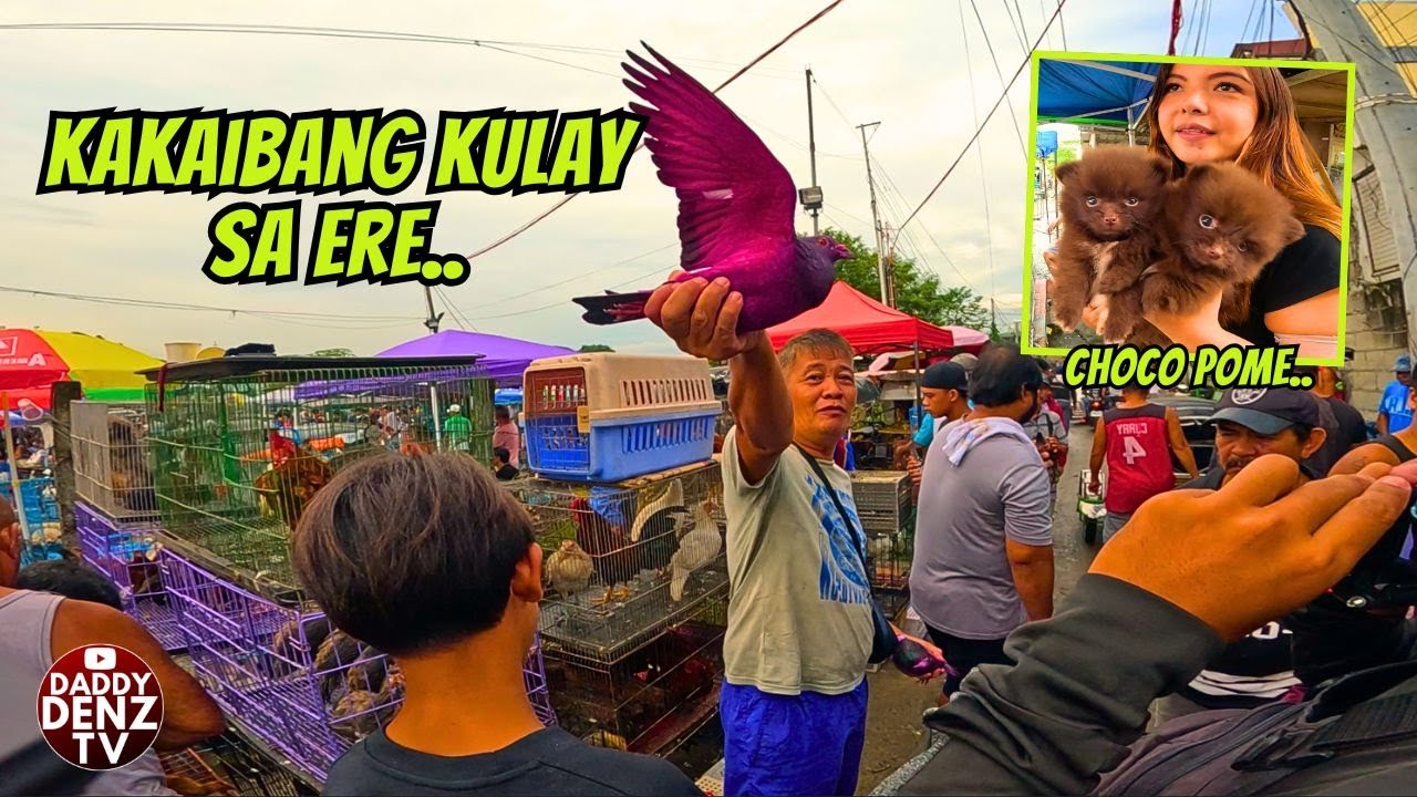 MALULA KA SA DAMI PAGPIPILIAN NGAYON.. / NOV. 28 @BOCAUE PETS & LIVESTOCK MARKET