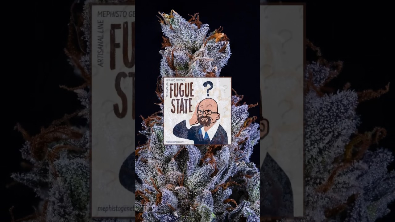 Fugue State Nug Shots