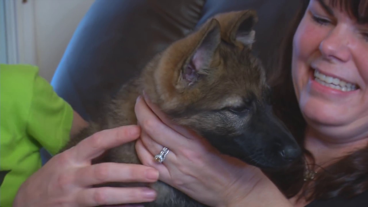 How To Buy A Protection Dog Questions To Ask Process To Follow