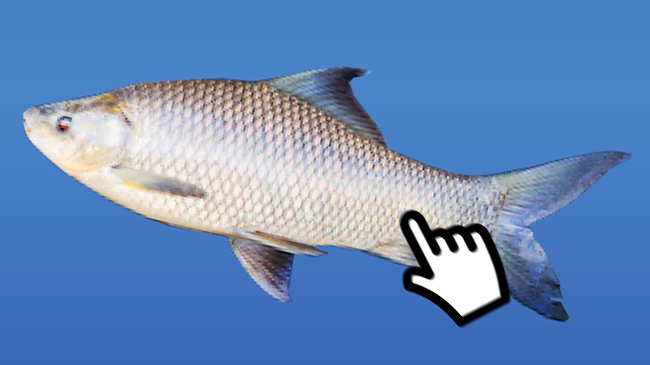 Fish Clicker Beta Trailer