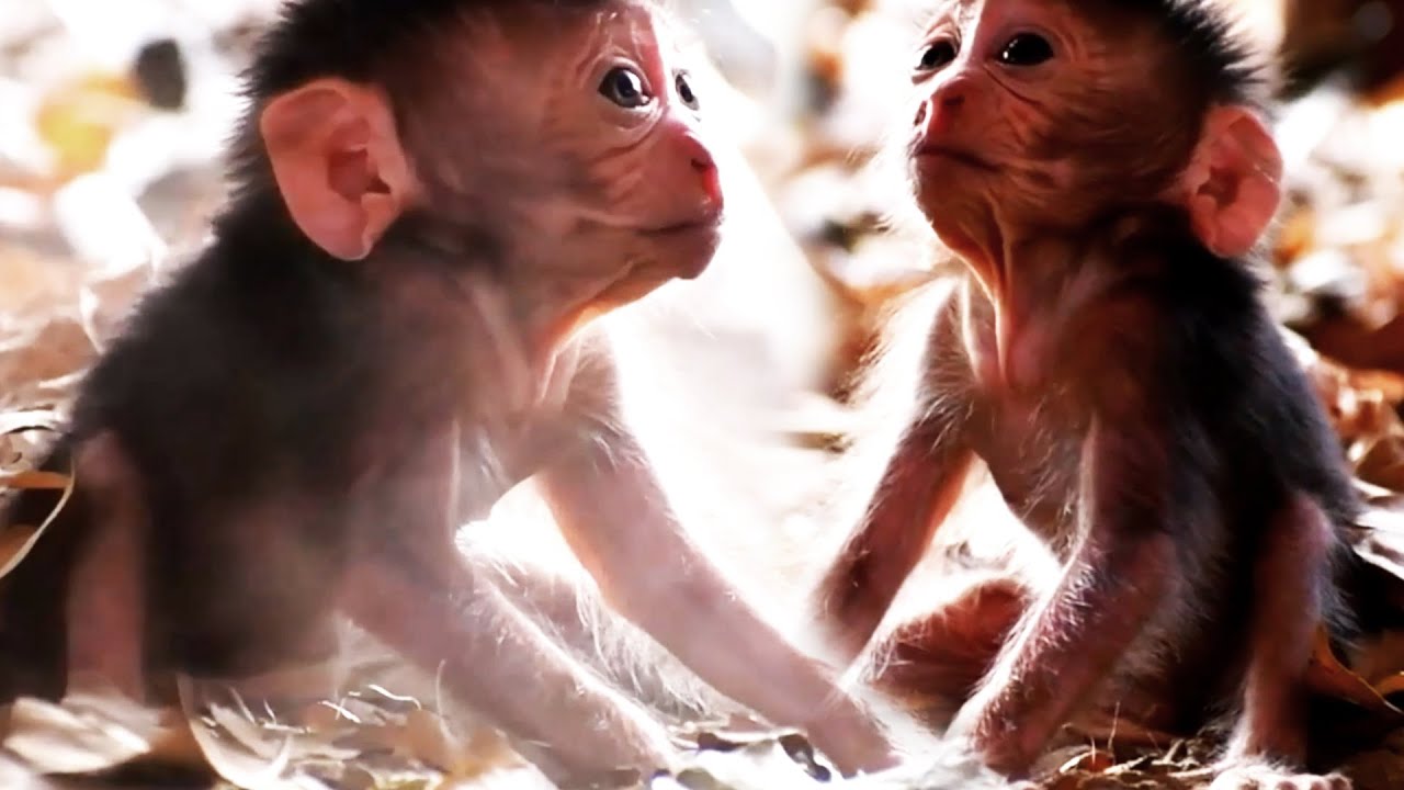 Top Compilation Moments Of the week, Baby Monkey Trying To Request Milk From Mommy
