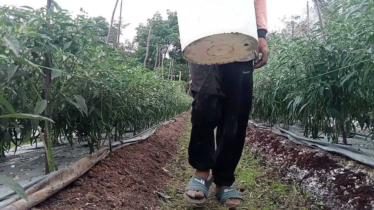 pupuk yg pas buah cabe lebatnya menggila!!!!!!!!!!!!
