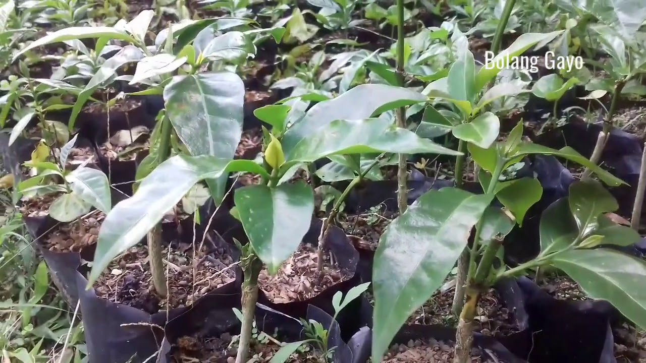 Hasil sambung arabika Gayo satu dengan ateng Janda
