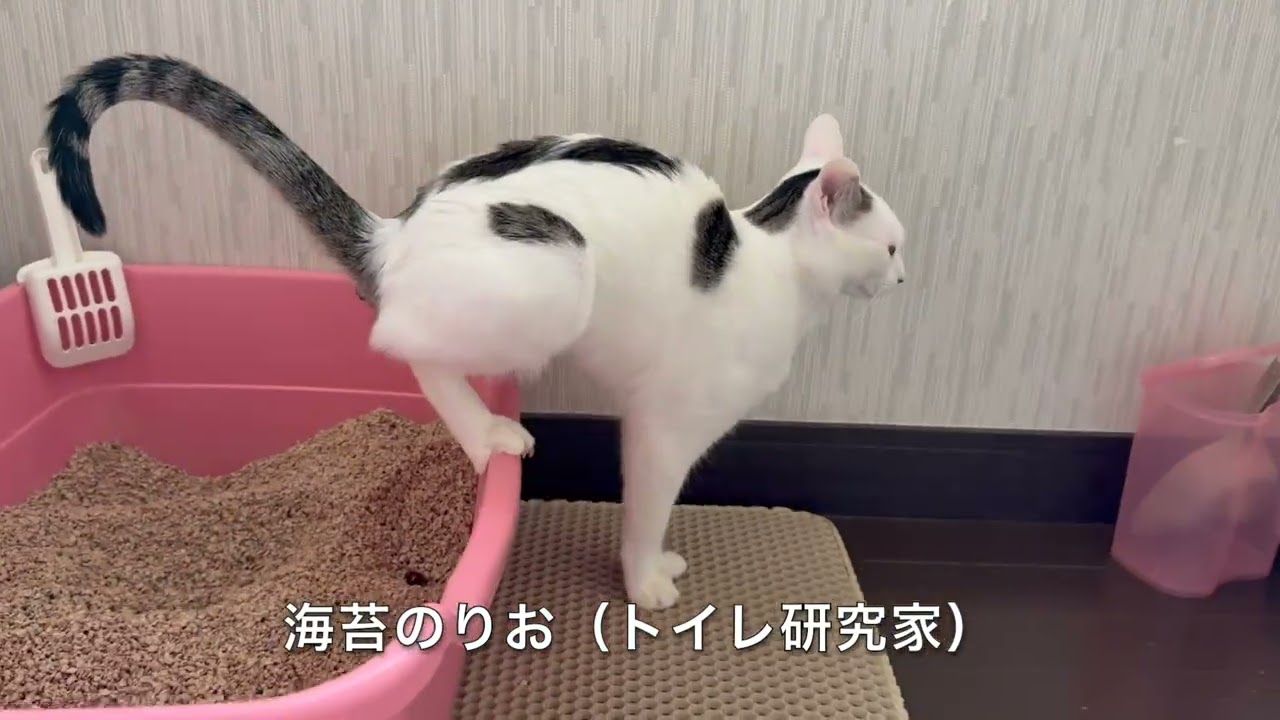 猫の日2月22日2026 トイレ研究家 海苔のりお