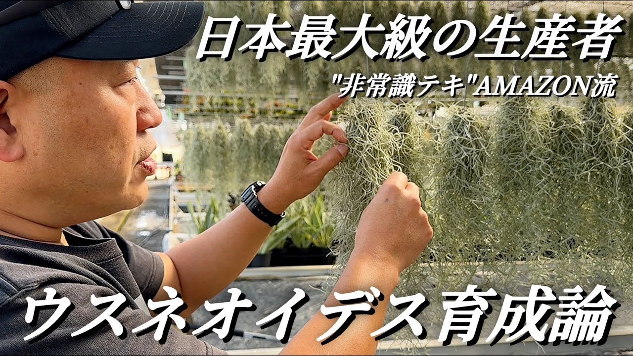 #2 【チランジア】ウスネオイデスを枯らす人は”コレ”だけ気を付けて！！