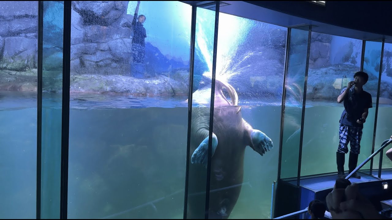 【セイウチと会える日本の水族館】横浜・八景島シーパラダイス 極地動物のレクチャータイム セイウチ（セイタ♂）編 / Yokohama Hakkeijima Sea Paradise Walrus