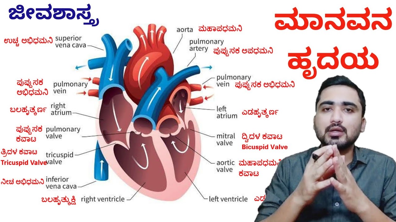 ಮಾನವನ ಹೃದಯ Human Heart in Kannada | Science | KAS FDA PSI SDA PDO PC 2021 Exams by Girish Horti