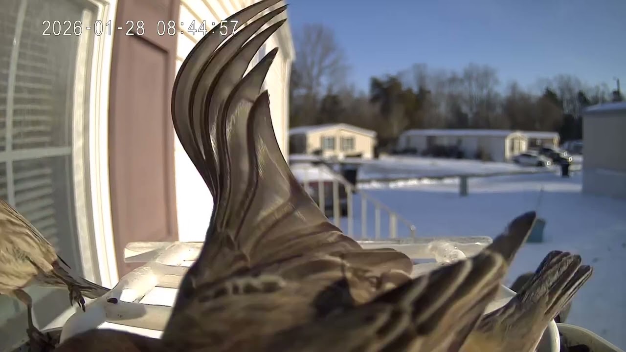 Bird of the day January 28th 2026