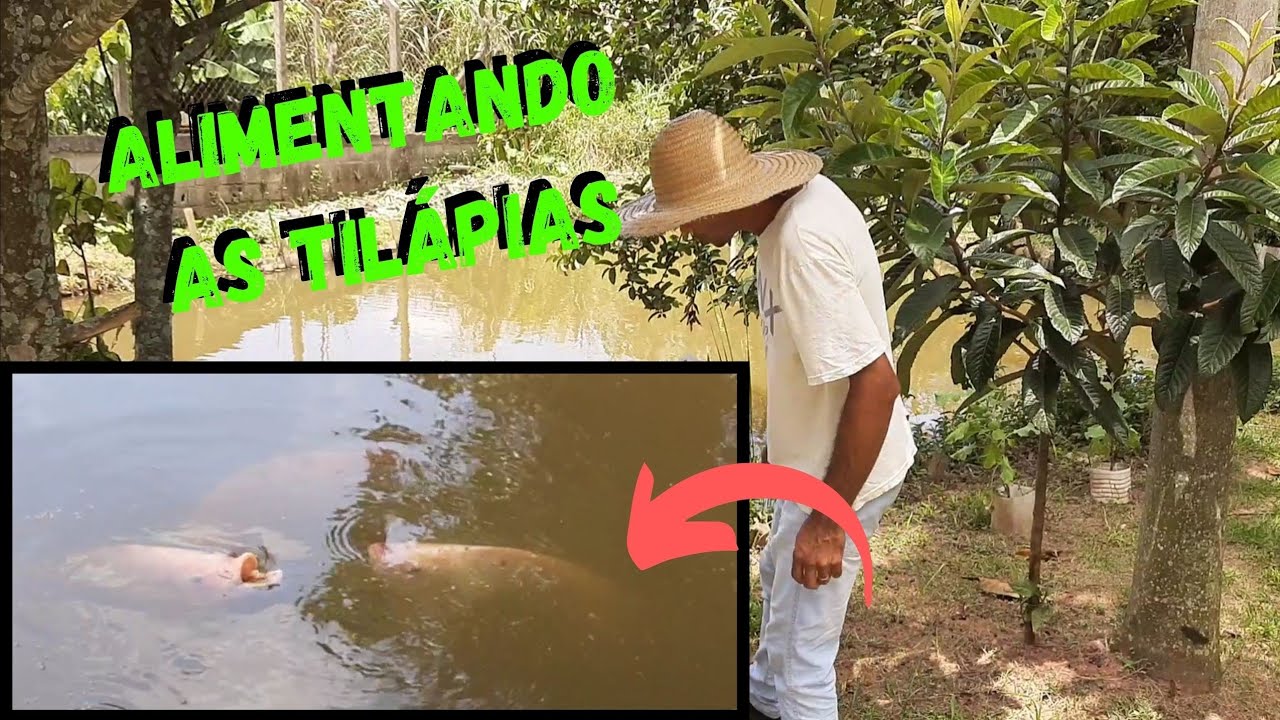 Qual ração Certa? para tilapias assim vão Crescer rápido #rural  @TILAPIAMinhaVida
