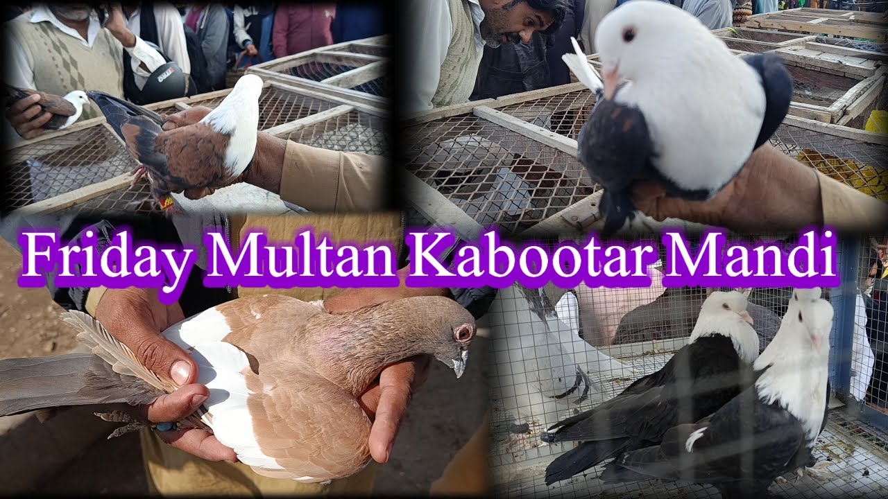 Friday Multan Kabootar Mandi Price Update| Karabalai Kabootar Mandi M A Gye ||