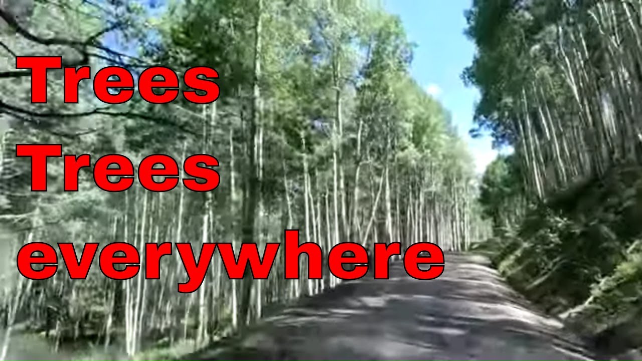 Ohio Pass with Alpine forest near Crested Butte Colorado