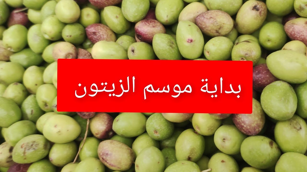 بداية موسم الزيتون  قلعه السراغنة  2025 الكمية وفيرة والاثمنة غير مسعرة  الطن تقريبا  يعطي 10 لتر