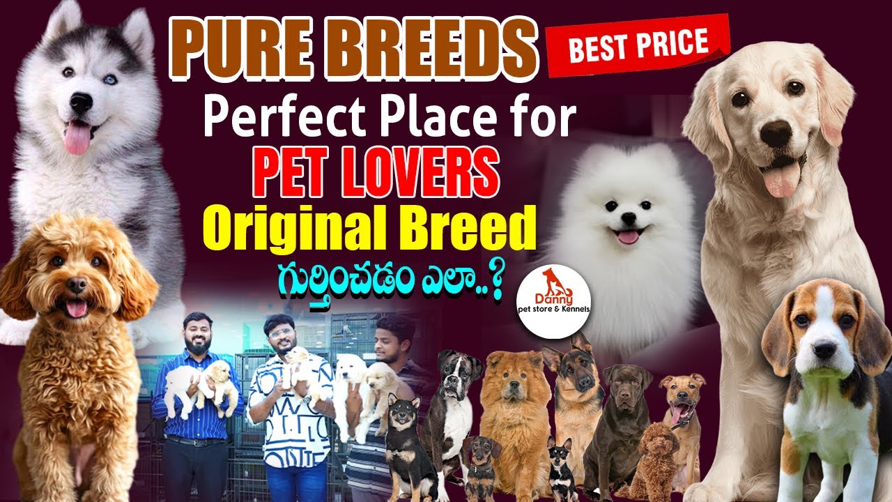 Find Your Perfect Pet Match at Danny Pets & Kennels.. Best Pet Shop in Hyderabad | Shiva Studios