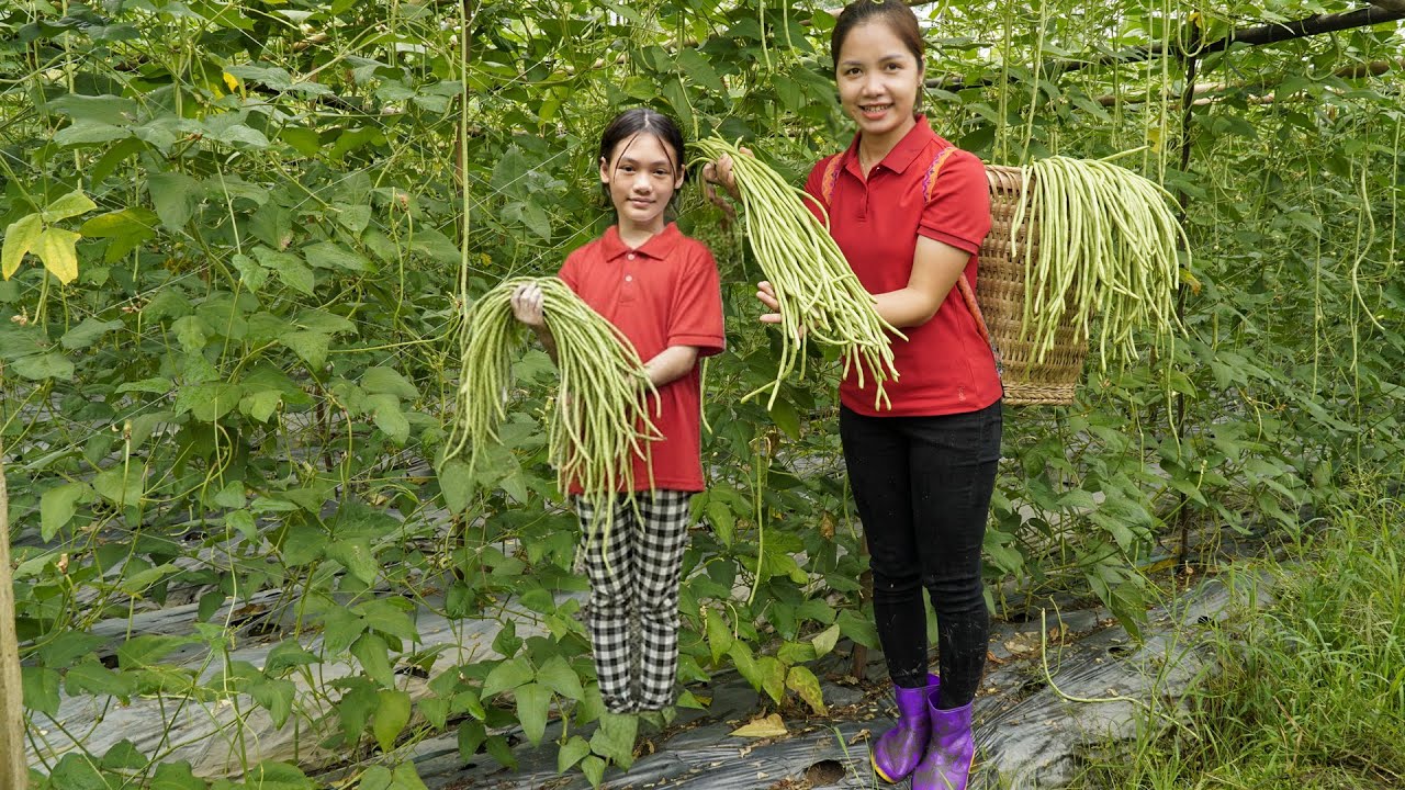 Farm to Table |Harvesting Long Green Beans Go To Market Sell & Fresh Cooking 4K |Hana Daily Life 686