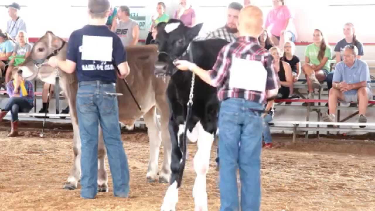 Mason Dairy Beef Feeder Showmanship - 1st Year